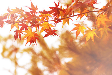 red maple leaves on white and blurred autumn background