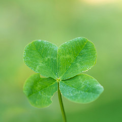 vierblättriges Kleeblat four-leaf clover grün grün Glück fortune echt good luck tau garten 4...