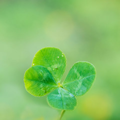 vierblättriges Kleeblat four-leaf clover grün green Glück fortune echt good luck 4 irland...