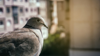 Close up of pigeon Columbidae Eurasian collared dove Streptopelia