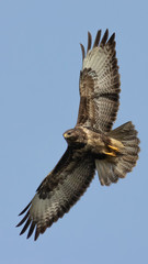 Portrait eines Bussards (buteo buteo) vor blauen Himmel in Deutschland Mecklenburg Vorpommern