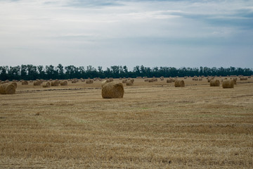 Round haystacks on a wheat field, late summer harvest, trees in the background.