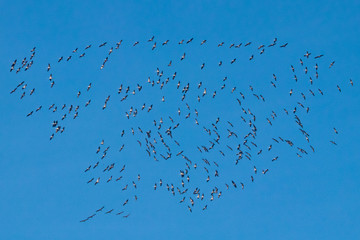 Riesiger Zug Kraniche als Schwarm am Himmel