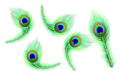 Obraz premium peacock feather stylized vector for designing