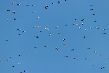 Schwarm Kraniche als Zug am Himmel in Formation