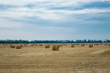 Round haystacks on a wheat field, harvesting in late summer, in the background trees and blue sky.
