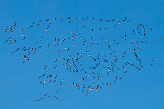 Riesiger Zug Kraniche als Schwarm am Himmel