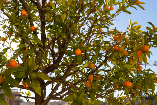 Kumquat branch with fruits