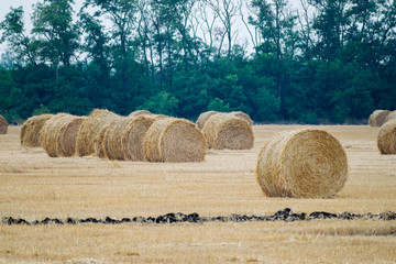 Round haystacks on a wheat field, harvesting at the end of summer, in the background trees. Large paln.