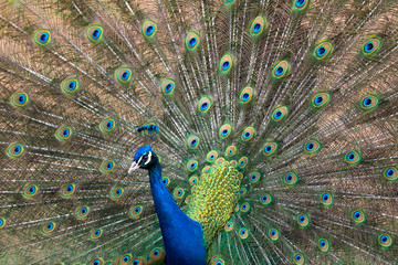 Pfau mit aufgestellten Federn