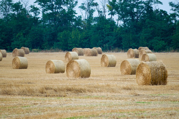 Round haystacks on a wheat field, harvesting at the end of summer, in the background trees. Middle angle nature.