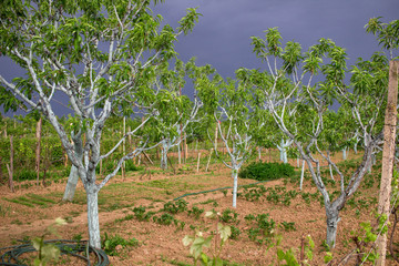 Peach trees in spring before stormy dark sky