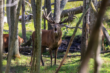 European red deer (Cervus elaphus) in rut, it is fourth  the largest deer species