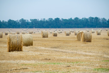 Round haystacks on a wheat field, harvesting at the end of summer, in the background trees. Nature perspective and white sky. Beautiful landscape. Average plan.