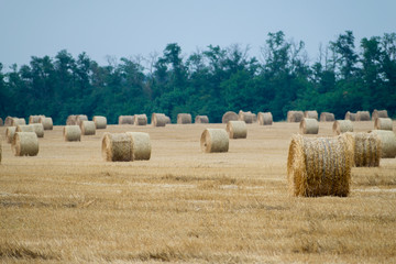 Many curved haystacks on a wheat field, harvest at the end of summer, in the background trees. Nature perspective and white sky. Beautiful landscape..