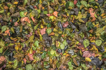 Autumn background, texture of wet fallen leaves.