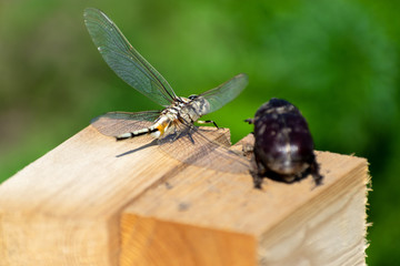 The dried dragonfly and the dried rhinoceros beetle close-up. Macro shot. Back view.