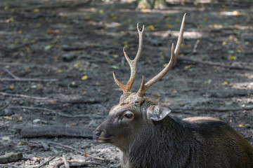 Sika deer on nature and conservation area
