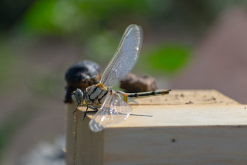 The dried dragonfly and the dried rhinoceros beetle close-up. Macro shot. Side view.