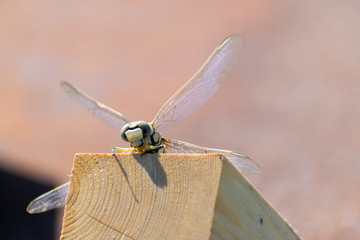 Dried dragonfly on a wooden bar on a sunny day. Macro shot. Large paln.