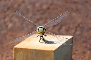 Dried dragonfly on a wooden bar on a sunny day. Macro shot. Large insect sting.
