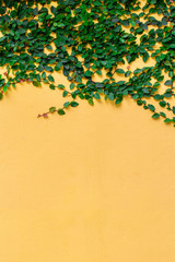 Green ivy plant or garden tree on yellow wall background.
