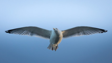 Fliegende Möwe vor blauen Himmel