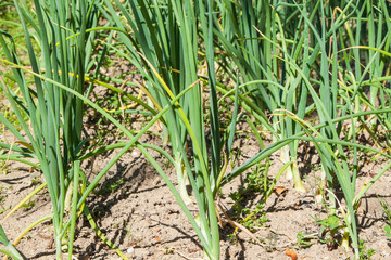 Young onion field in the garden Allium cepa