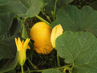 A pumpkin plant with its great leaves, yellow squash and flowers