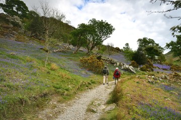 Fototapeta premium Tourists and the Rannerdale Blue Bells