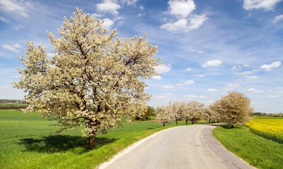 Fototapeta na wymiar alley of flowering cherry trees white colored