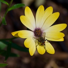 Yellow Daisy and a Bug