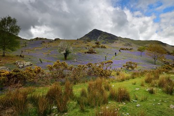 Tourists and the Rannerdale Blue Bells