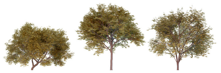 Persian silk tree fall season on a white background with clipping path.Realistic 3D rendering..
