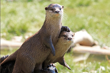 A Pair Of River Otters Showing Friendship