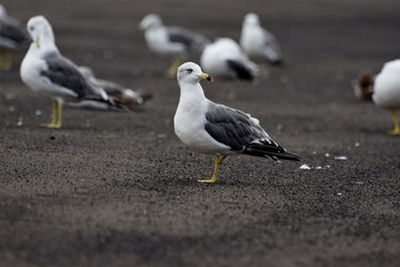 seagull on beach