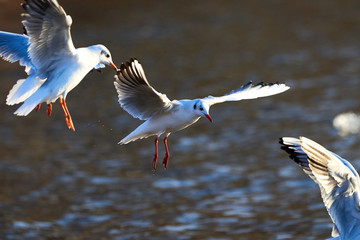 Black Headed Gull in Flight ( Larus ridibundus  ) Closeup in Winter Plumage