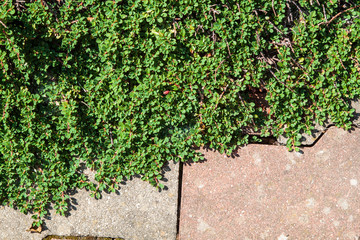 cotoneaster, Cotoneaster dammeri as background
