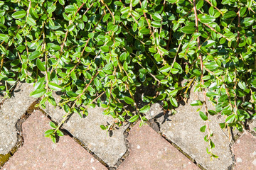 cotoneaster, Cotoneaster dammeri as background