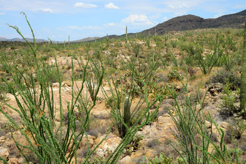 Fototapeta premium Ocotillo forest Sonora Desert Arizona