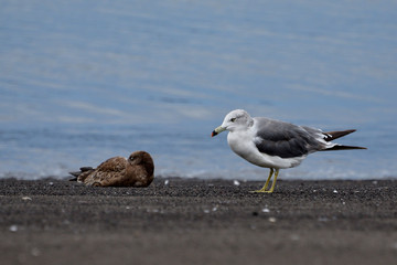 Fototapeta premium seagull on the beach