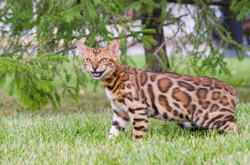 Predator on a walk. Bengal kitten. Khishchnik na progulke. Bengal'skiy kotenok.
