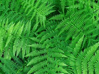 beautyful ferns leaves green foliage natural floral fern background..
