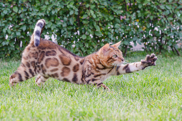 Predator on a walk. Bengal kitten. Khishchnik na progulke. Bengal'skiy kotenok.