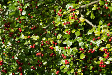 red berries of barberry on green background