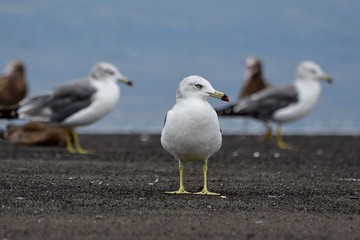 seagull on the beach