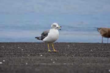 seagull on the beach