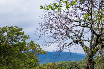 Viewpoint and green fields in the rainy season at Doi Luang Tak, Tak Province,Thailand.