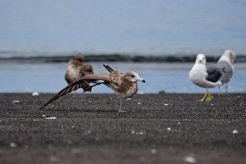 seagulls on the beach