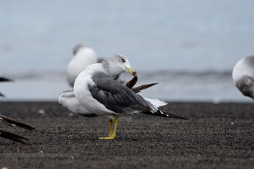 seagull on the beach